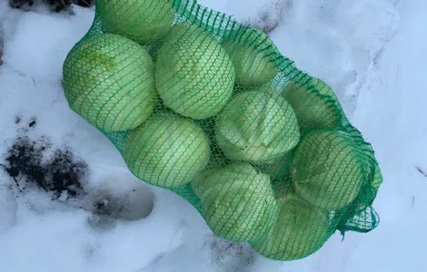 Продам капусту