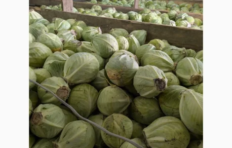 Продаж капусти оптом