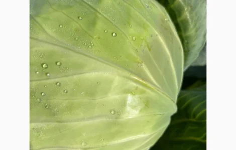 Продам капусту преміальної якості