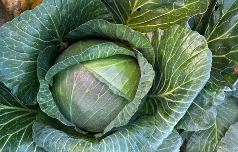 Продам капусту Агресор