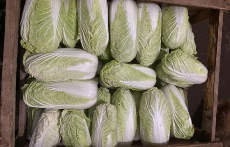 Продам пекінську капусту