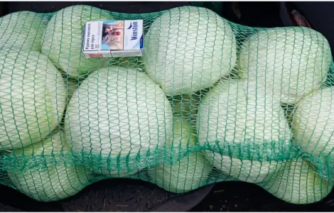 Продам капусту.Сорт Анкома. Гарної якості
