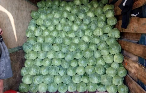 Продам капусту