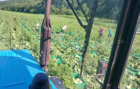 Продам капусту