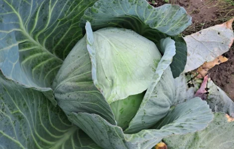 Продам капусту "Агресор"