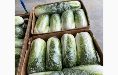 Продам Пекінську капусту