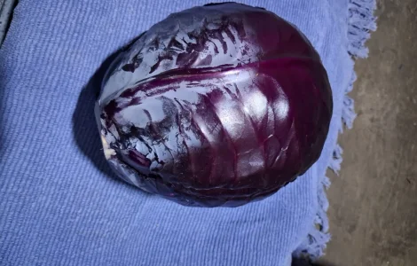 Продам червону капусту