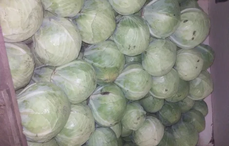 Продам капусту без шкідників. Можлива доставка в м. Суми