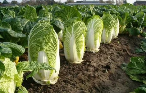 Закупівля пекінської капусти оптом від 10 тонн