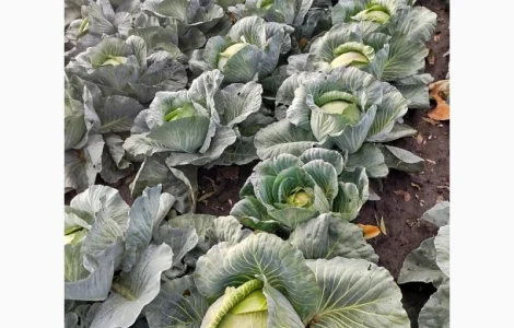 Капуста на продаж до