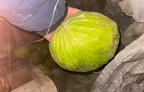 Безкоштовно на переробку капуста Центуріон