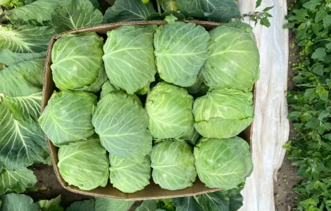 Продам капусту пізьніх сортів