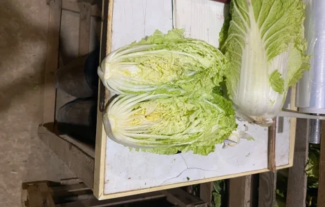 Продаж Пекінської капусти