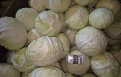 Капуста Саксесор Качество идеальное