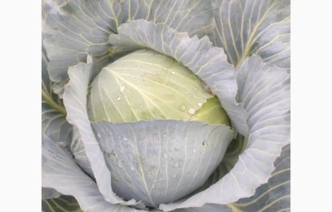 Капуста пізніх сортів