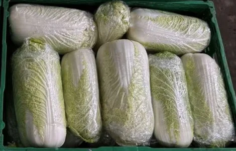 Пекінська капуста