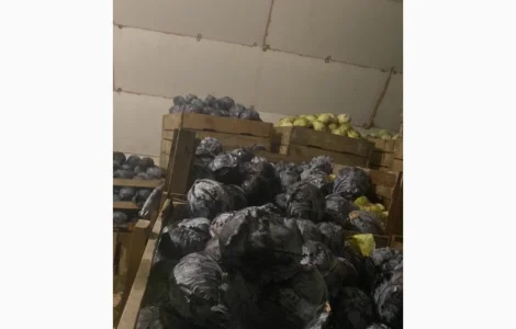 Продам капусту червоно качану