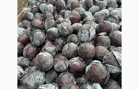 Продам капусту якість супер