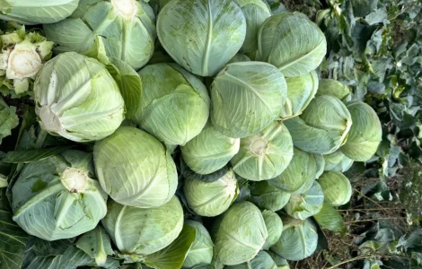 Капуста білокачанна