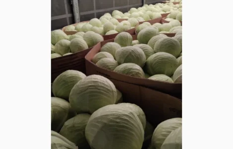 Продам капусту Польща