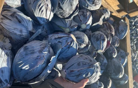 Продам капусту червонокочанну