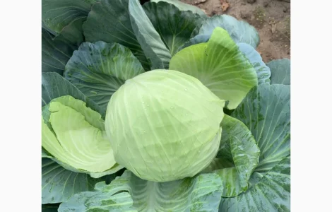 Капуста ОПТ є Обєм Доставка