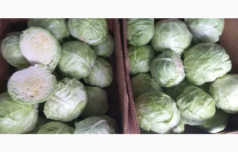 Капуста рання 1, 2 сорт на продаж