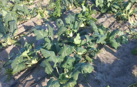 Продается капуста кольраби