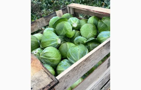 Продам капусту