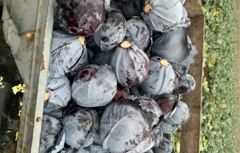 Синя капуста