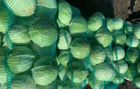 Капуста пізня епікур