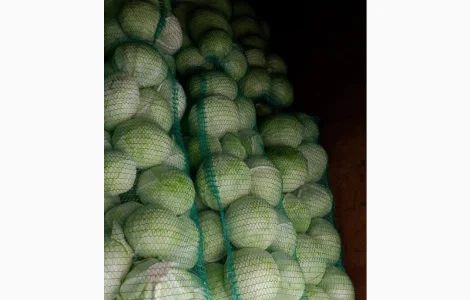 Продам капусту