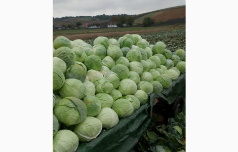 Продам капусту (Тереодор) ( Агресор )