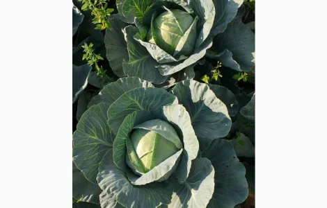 Продам капусту ціна договірна