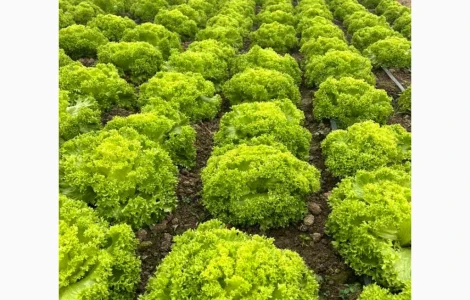 Закарпаття обєми по зимніх овочах капуста салати