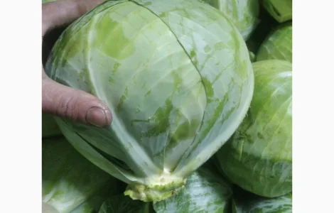 Продам капусту сорт еспект сторідор