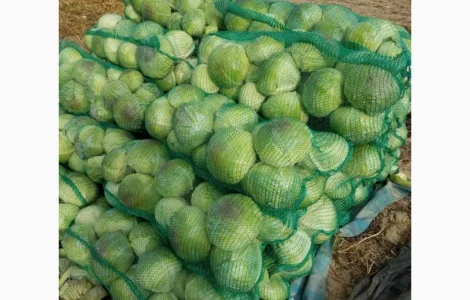 Продам пізню капусту сорт (агресор