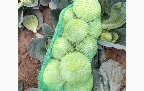 Продам капусту
