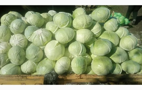 Продам Агресор