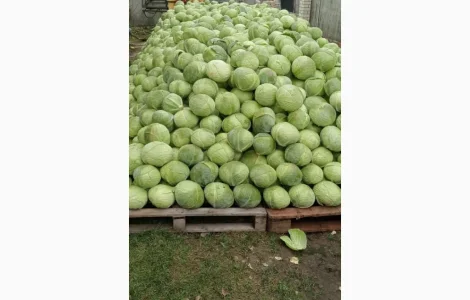 Продам капусту