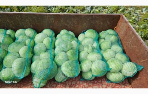 Продам капусту Агресор