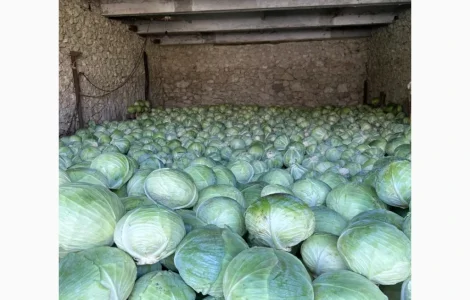 Продам капусту середньопізніх та пізніх сортів
