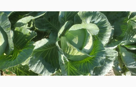 Продам капусту сорт Агресор