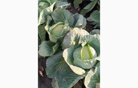 Продам капусту