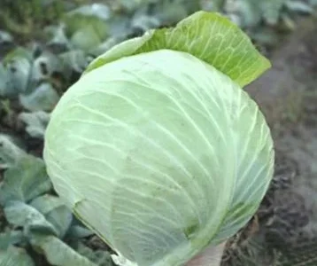 Капуста зимня