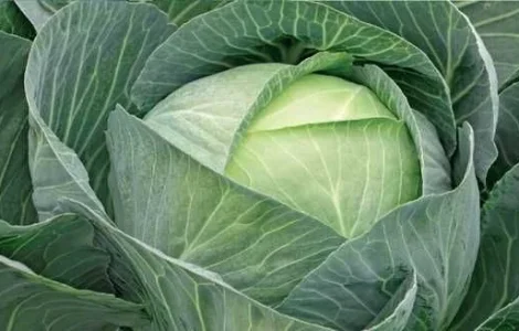 Продам капусту Сторідор у великій кількості