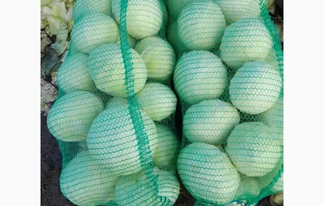 Продам капуста епікур