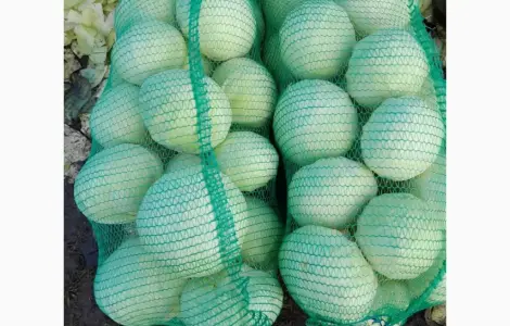 Продам капуста епікур