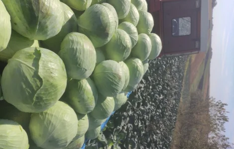 Продаю капусту Агресор