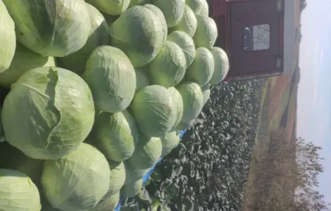 Продаю капусту Агресор